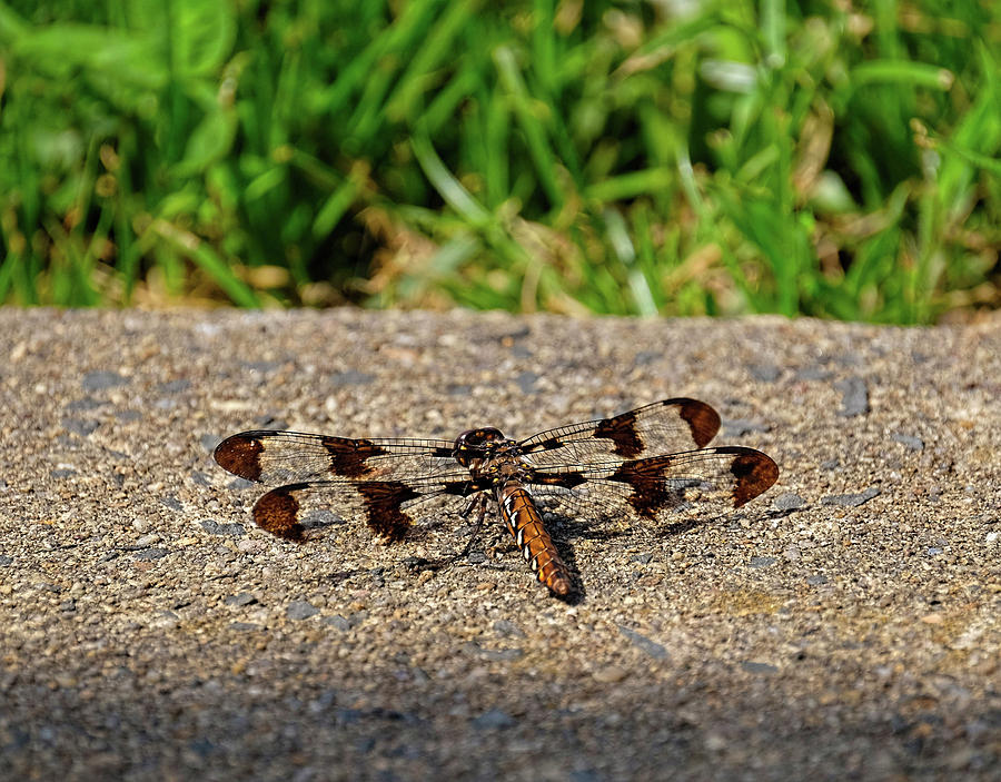 Brown Dragonfly on sidewalk Photograph by Ronda Ryan