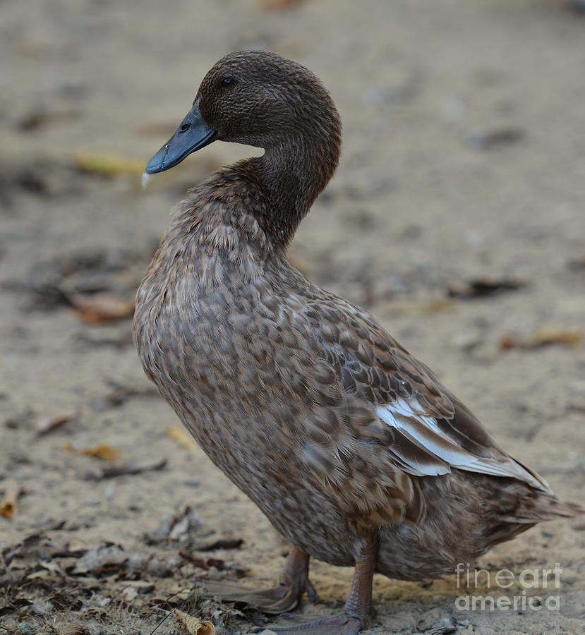 Brown Duck Photograph by Maria Urso - Fine Art America