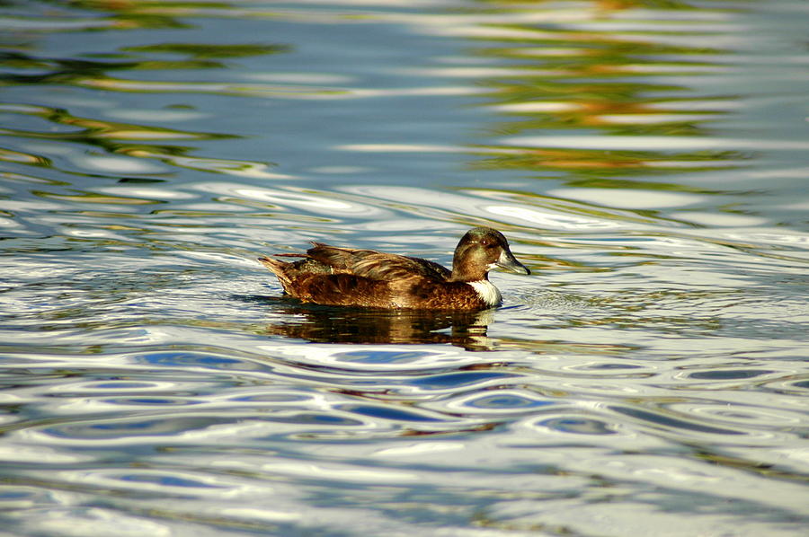 Brown Duck on Water Photograph by Teresa Stallings | Fine Art America