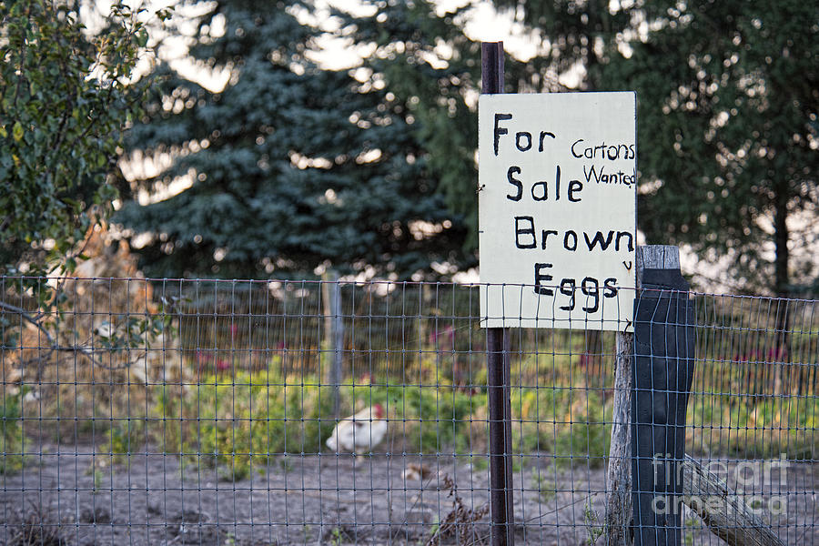 Brown Eggs for Sale Photograph by David Arment