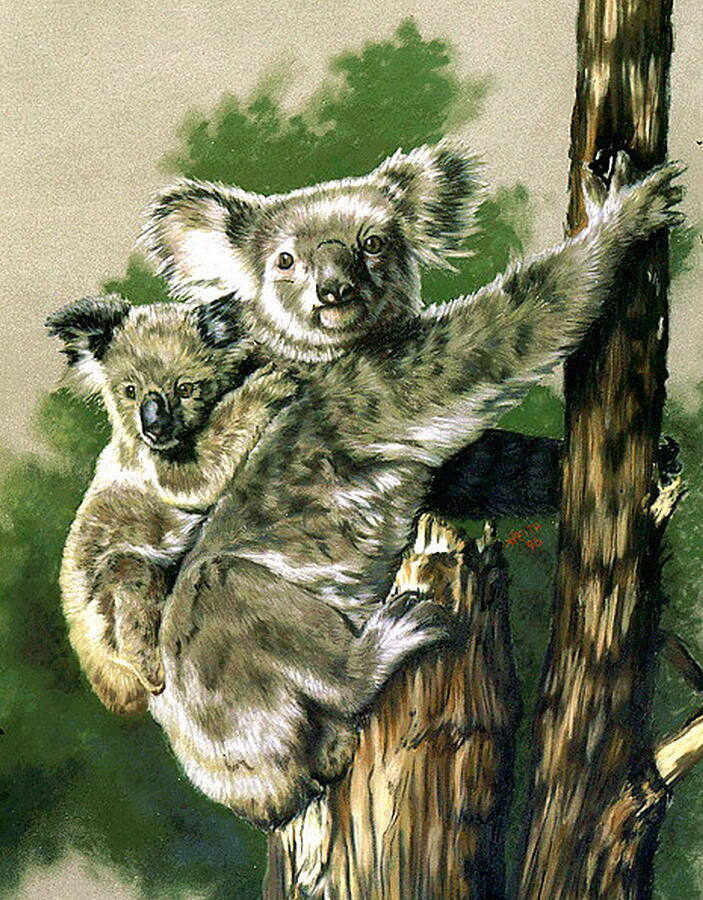 Koala Pastel - Brown-eyed Beauties by Barbara Keith