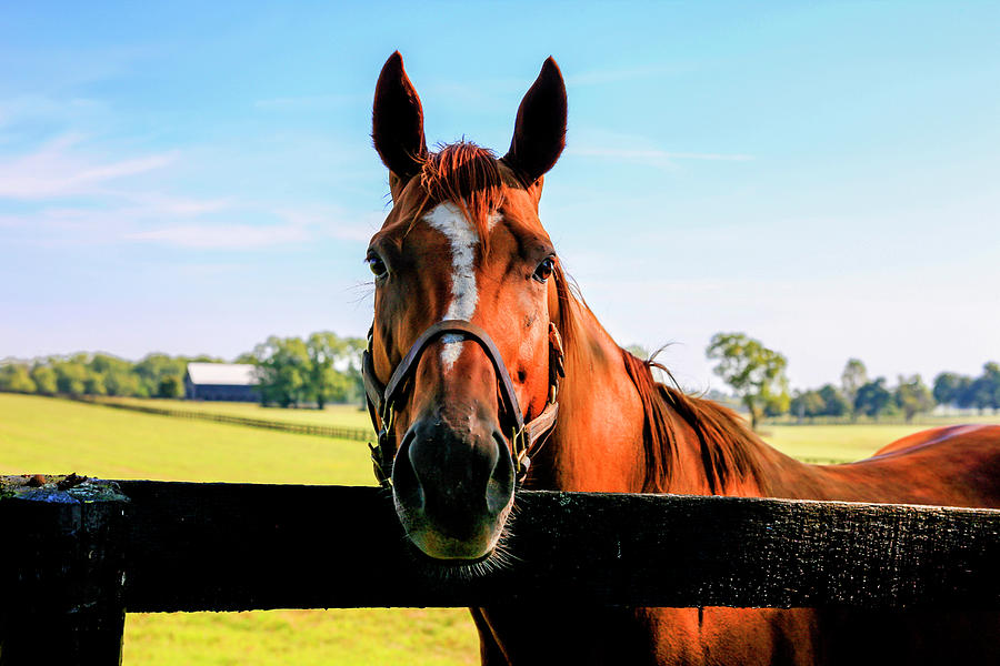 Brown Eyed Horse Photograph by Chris Smith