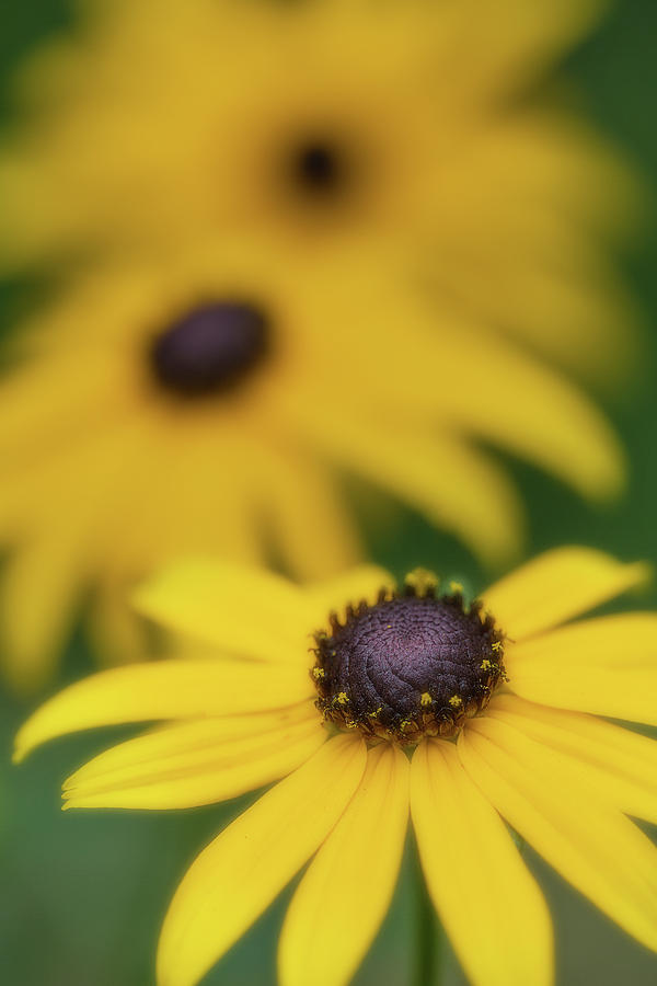 Brown Eyed Susan Photograph by Bob Cournoyer