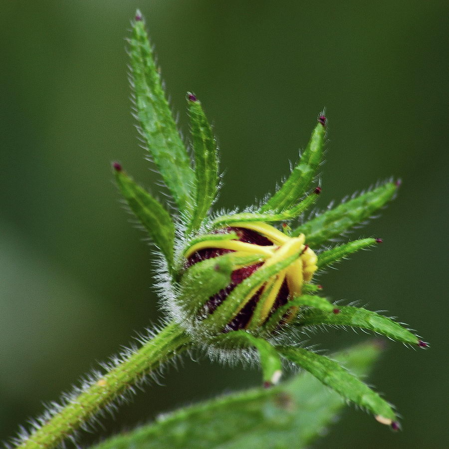 Brown Eyed Susan Bud Photograph by Michael Peychich