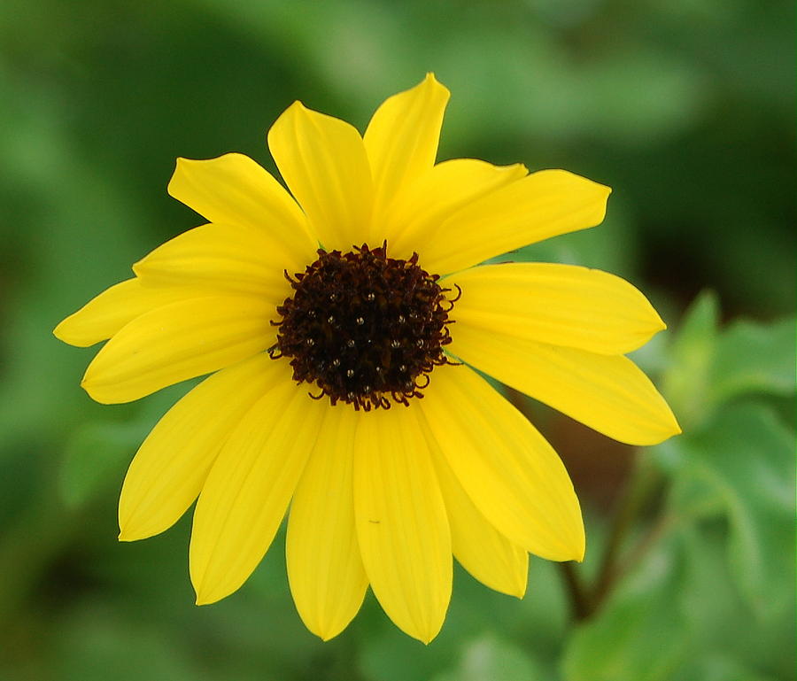 Brown Eyed Susan Photograph by Sandy Poore
