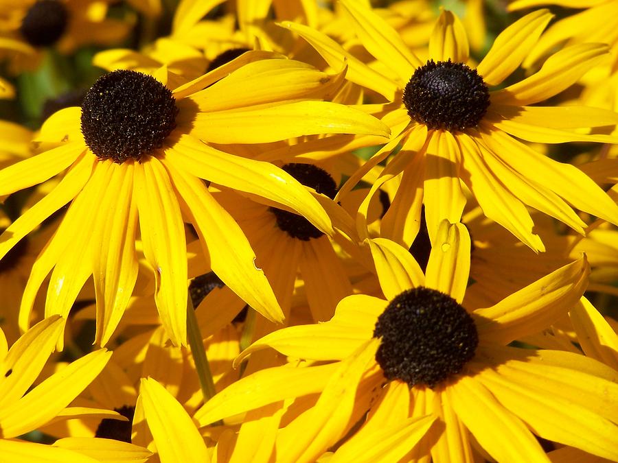 Brown Eyed Susans Photograph by Gene Ritchhart