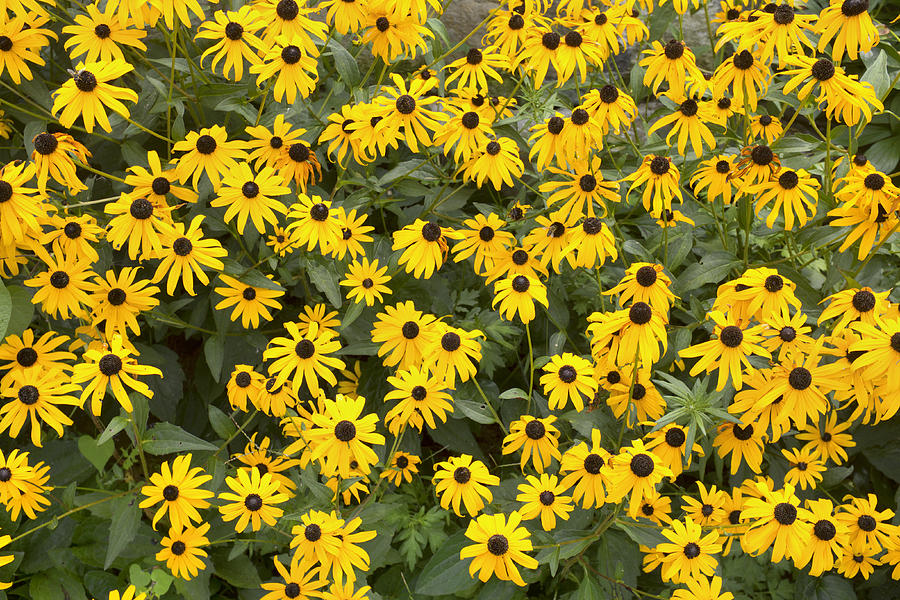 Brown Eyed Susans Photograph by Hugh Smith