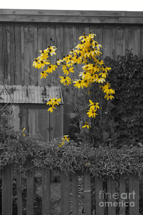 Flower Photograph - Brown-Eyed Susans selective color by John  Mitchell