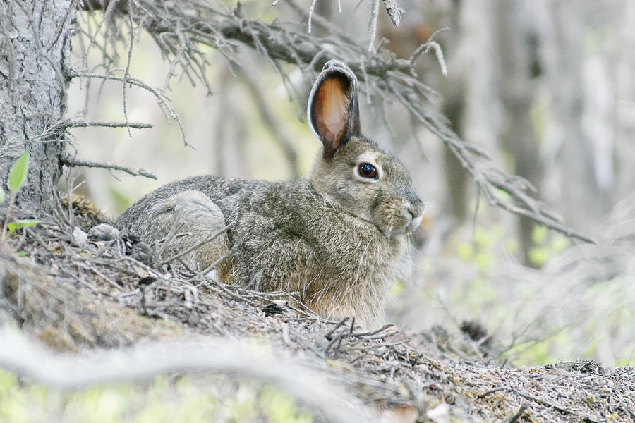 A Little Gray Hare -- Snowshoe Hare in Denali National Park, Alaska Photograph by Darin Volpe