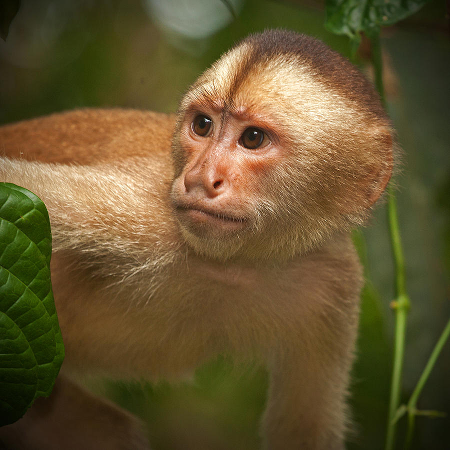 Brown-faced Capuchin Monkey Photograph by Stephen Dennstedt