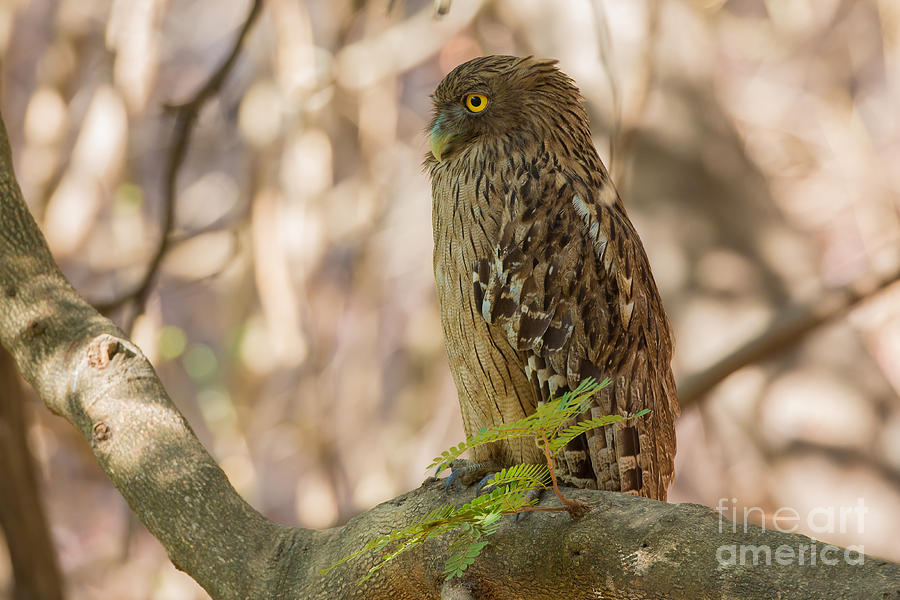 Brown Fish Owl, India Photograph by B. G. Thomson