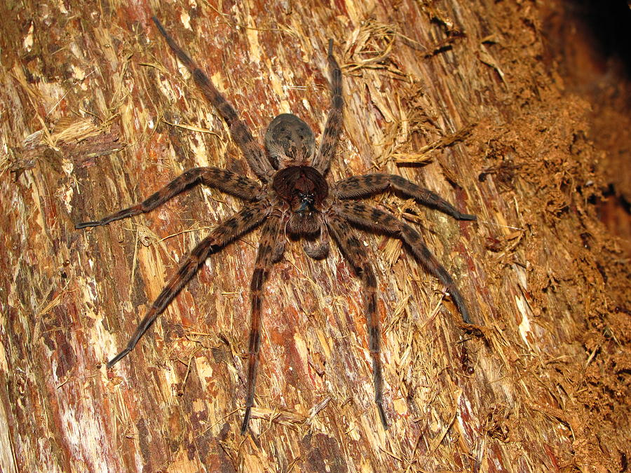 Brown Fishing Spider Photograph by Joshua Bales