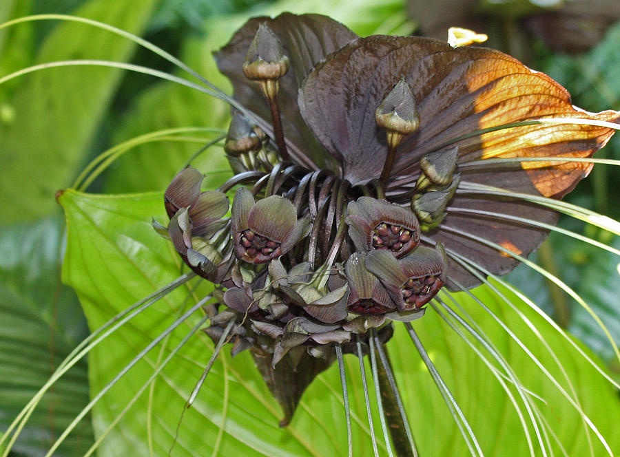 Brown Flower Photograph by Ellen Tully