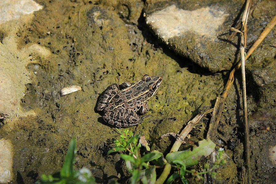Brown Frog in Mud Photograph by Robert Hamm Fine Art America