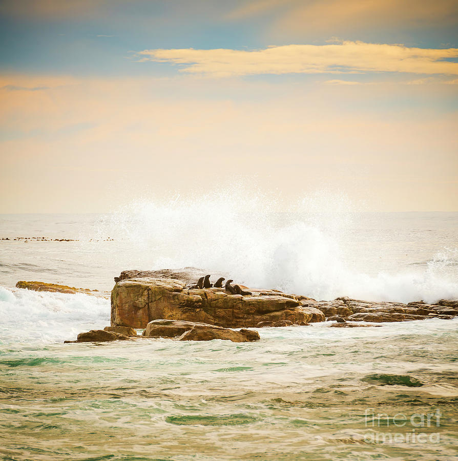 Nature Photograph - Brown Fur Seals by THP Creative