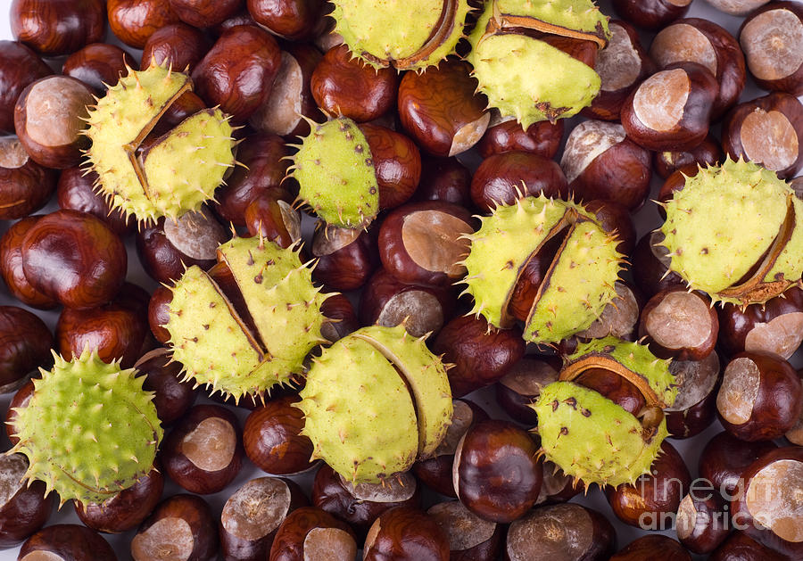 Brown Glossy Conkers Of Horse-chestnut Tree Photograph by Arletta Cwalina