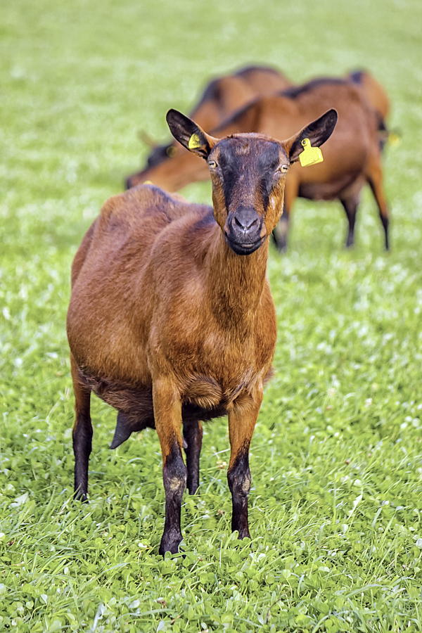 Brown goat Photograph by Elenarts - Elena Duvernay photo