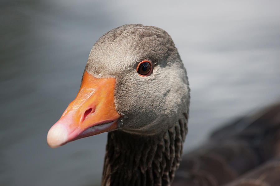 Brown Goose Photograph by Kathryn Bell