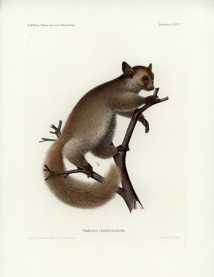Brown Greater Galago or Thick-tailed Bushbaby Drawing by Hugo Troschel and J D L Franz Wagner