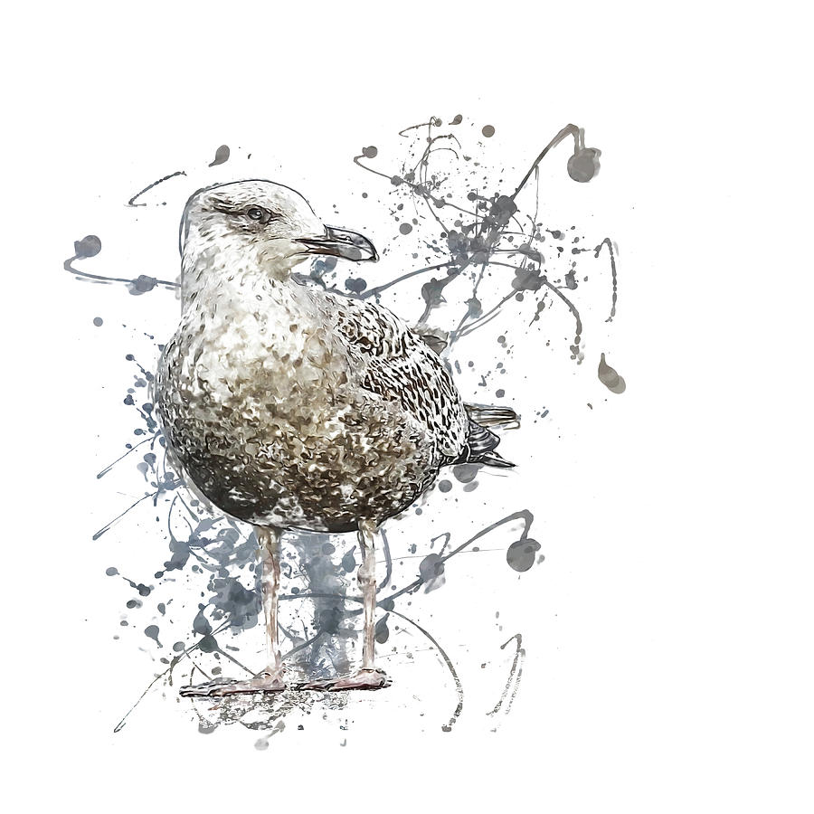 Brown Gull Digital Art