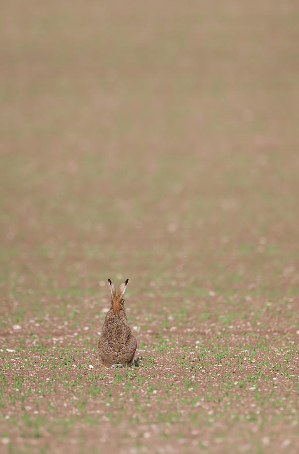 Brown Hare, Brown Field Photograph by Pete Walkden