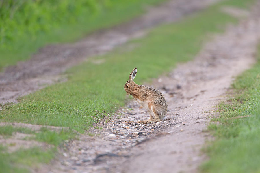 Brown Hare Cleaning Photograph by Pete Walkden