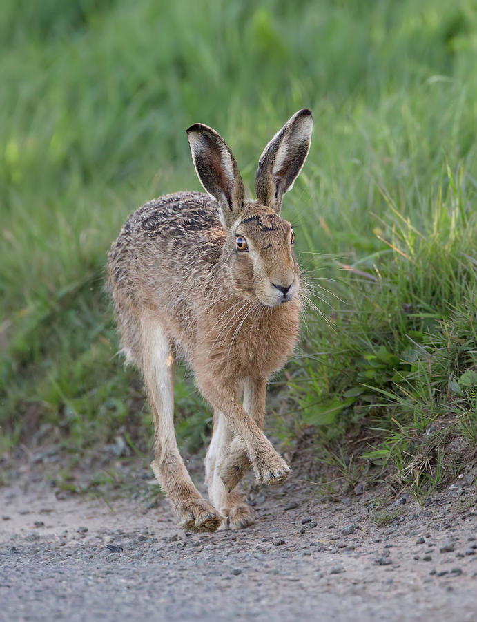 Brown Hare Lolloping Photograph by Pete Walkden