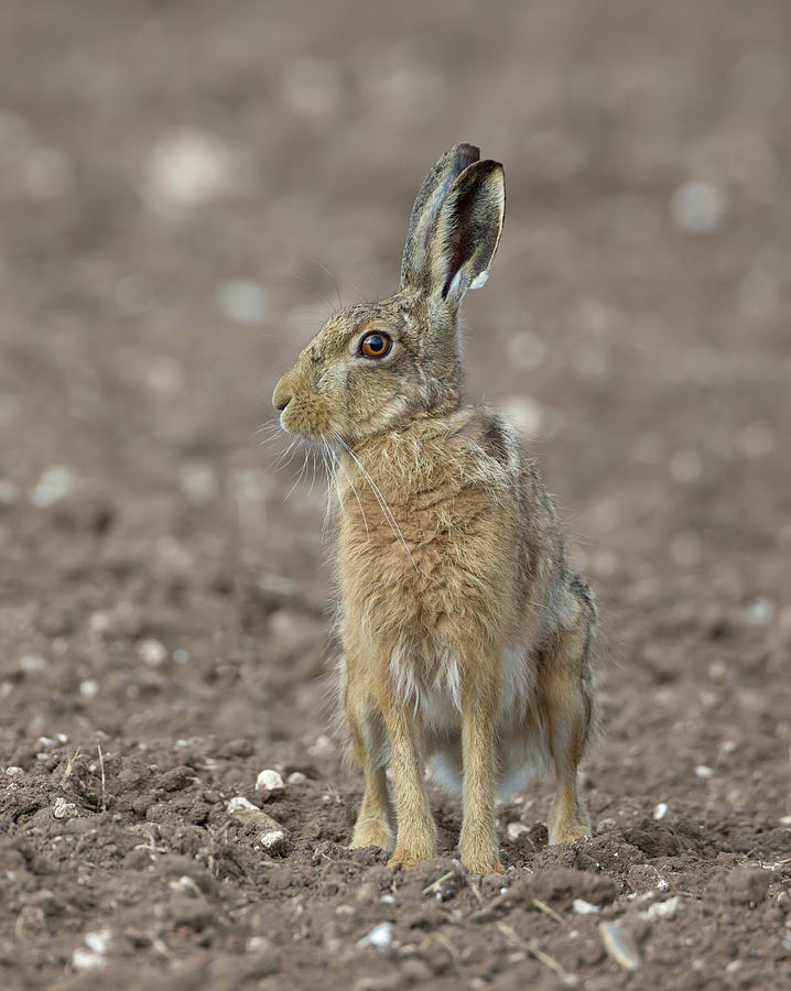 Brown Hare On Ploughed Field Photograph by Pete Walkden