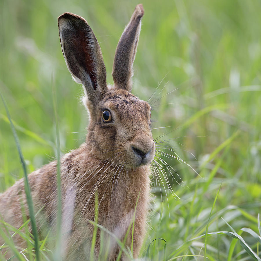 Brown Hare Portrait Photograph by Pete Walkden