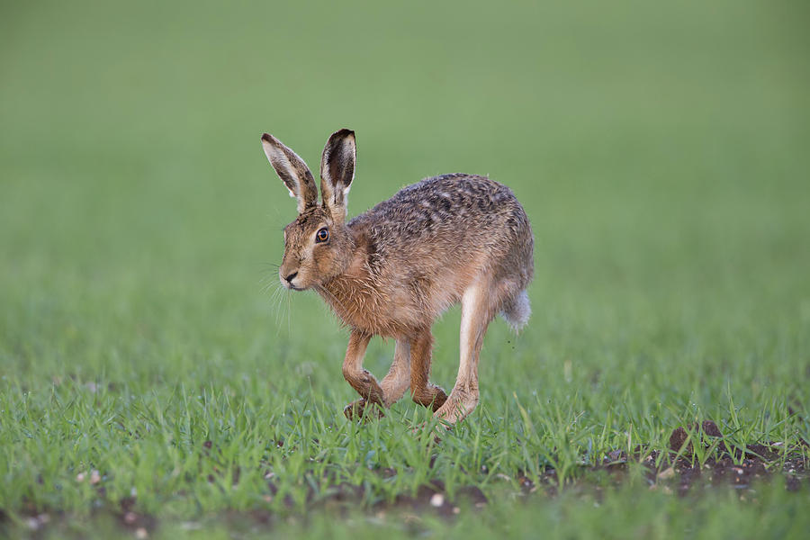 Brown Hare Running Photograph by Pete Walkden