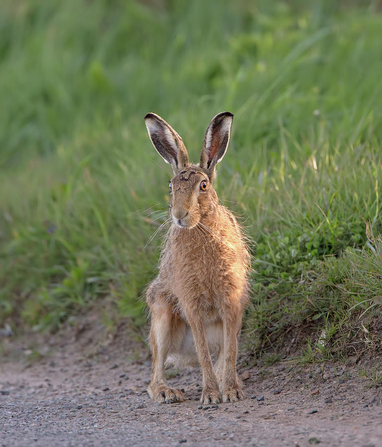 Brown Hare Sat On Track At Dawn Photograph by Pete Walkden