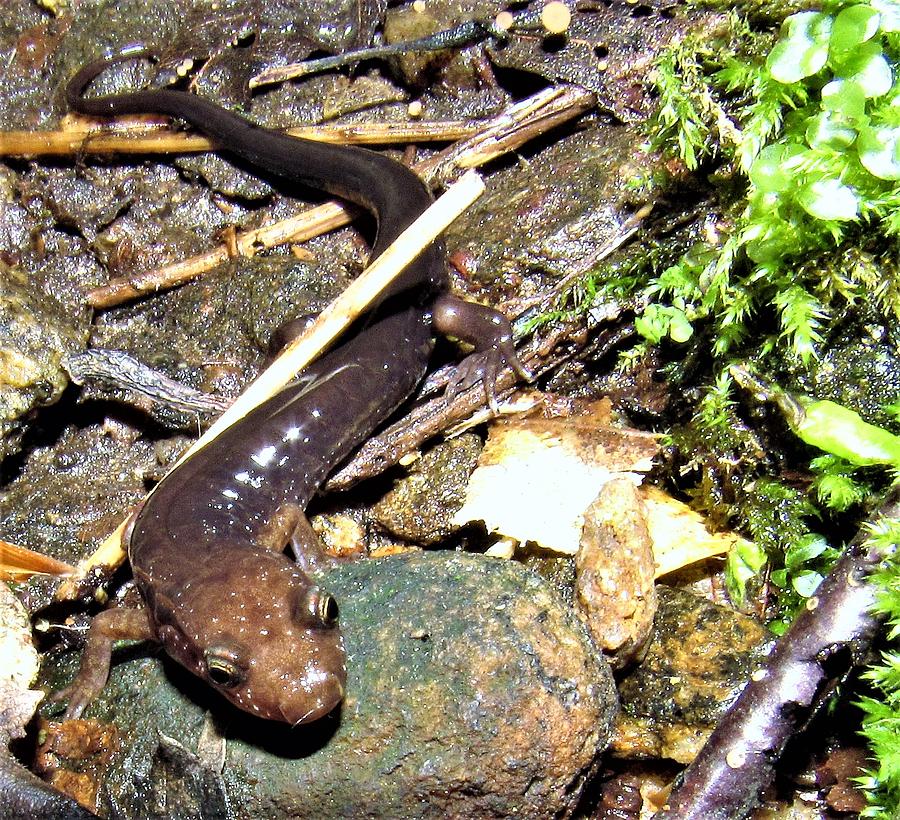 Brown Head Salamander Photograph by Joshua Bales