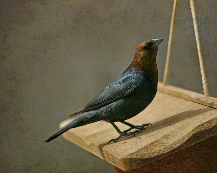 Bird Photograph - Brown Headed Cowbird 1 by Susan McMenamin