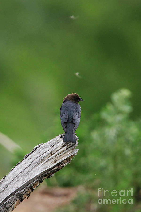 Brown Headed Cowbird Photograph by Alyce Taylor