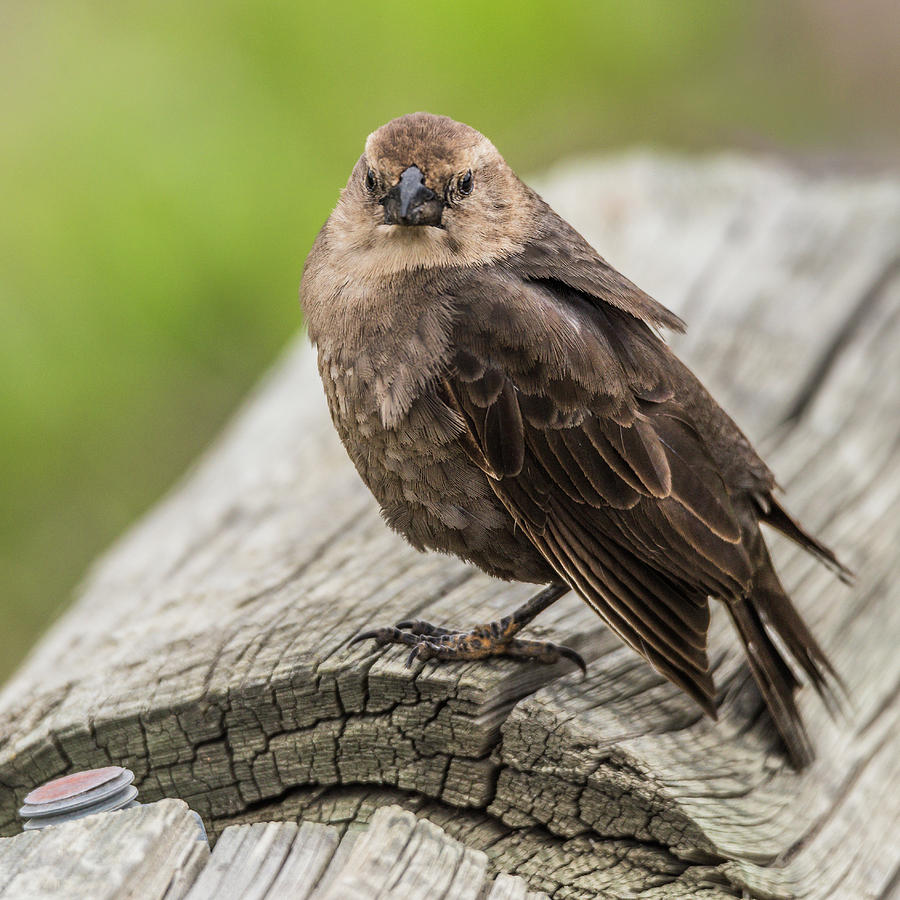 Brown-Headed Cowbird Photograph by Yeates Photography