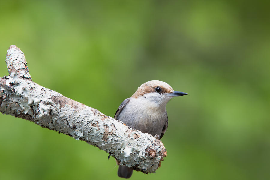 Brown-headed Nuthatch - Sitta pusilla - Spring Photograph by Christy Cox