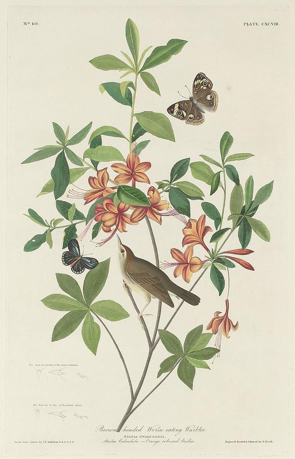 John James Audubon Drawing - Brown-Headed Worm-Eating Warbler by Dreyer Wildlife Print Collections 