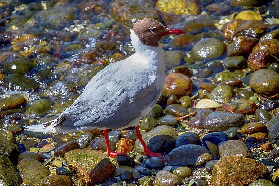 Brown-hooded Gull in Castro Chiloe Chile Photograph by John Haldane