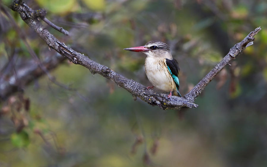 Brown-hooded Kingfisher Photograph by Basie Van Zyl - Fine Art America