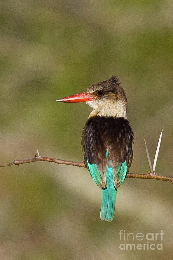 Brown-hooded Kingfisher Photograph by Jennifer Ludlum