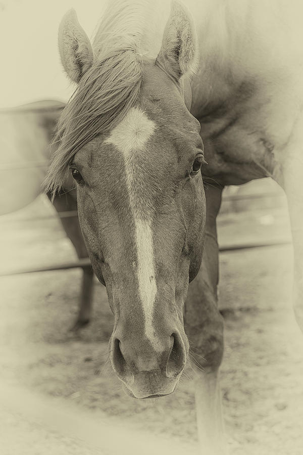 Brown Horse - Antique Photograph by Bert Peake