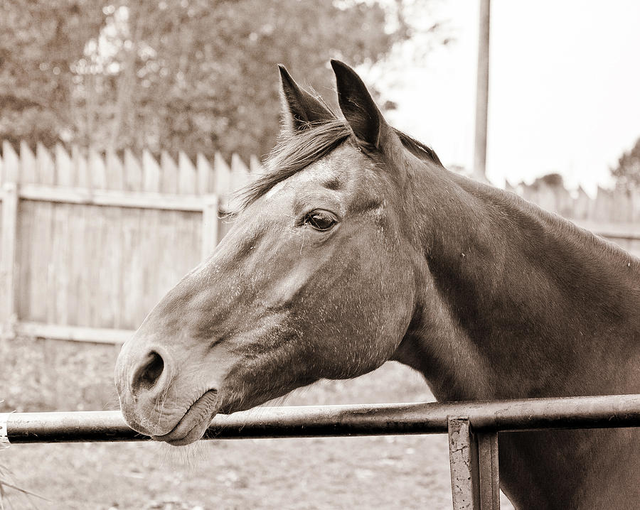 Brown Horse at Fence Photograph by Virginia Folkman