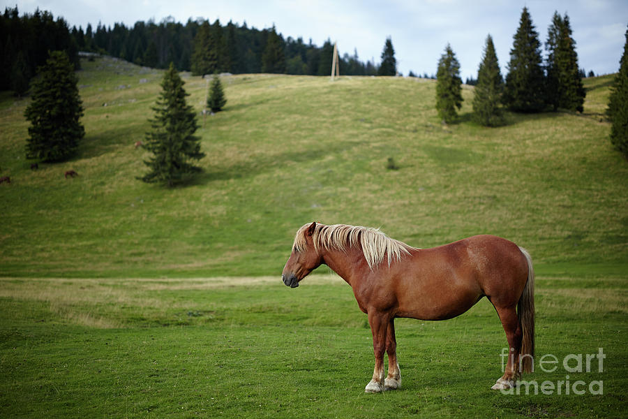 Brown horse Photograph by Ragnar Lothbrok