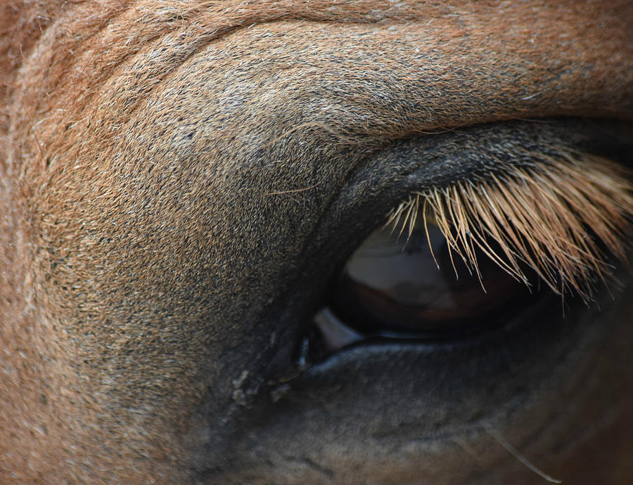 Brown Horse Eye Photograph