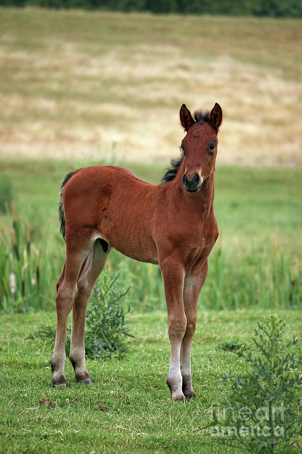 Brown Horse Foal On Field Photograph by Goce Risteski - Fine Art America