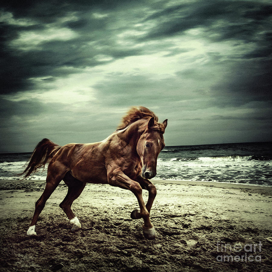 Brown horse galloping on the coastline Photograph by Dimitar Hristov