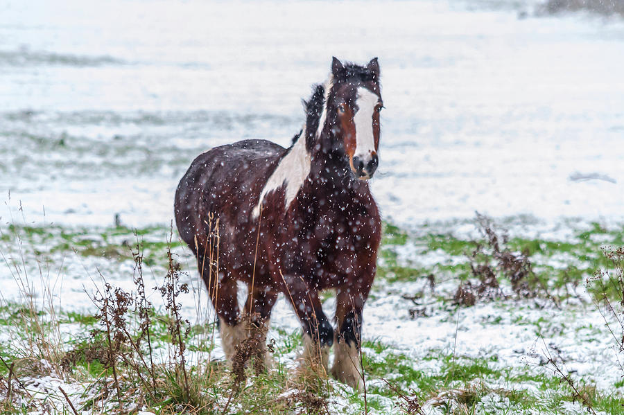 Brown Horse Galloping Through The Snow Photograph by Scott Lyons