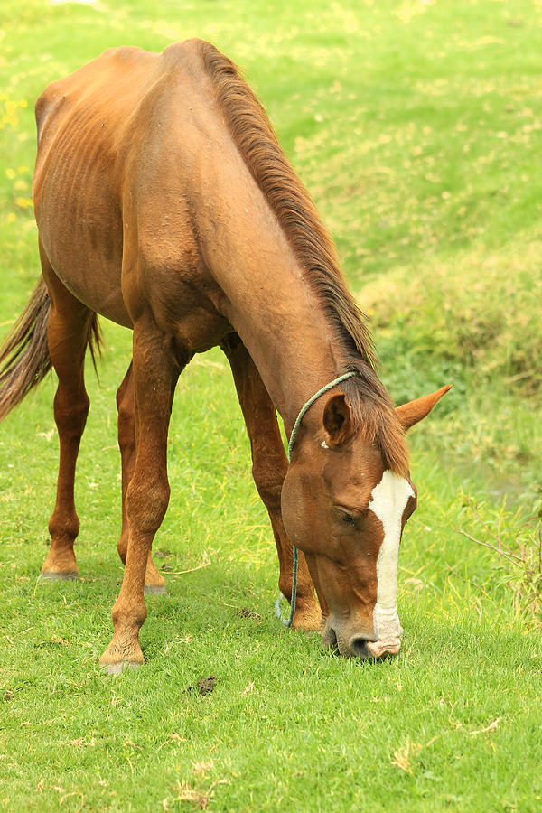 Brown Horse Grazing on a Farm Photograph by Robert Hamm - Fine Art America