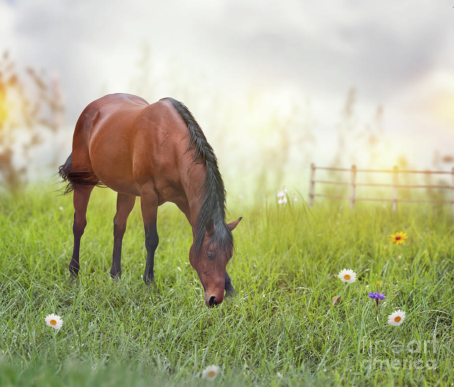 Brown horse in a field Photograph by Svetlana Foote - Pixels