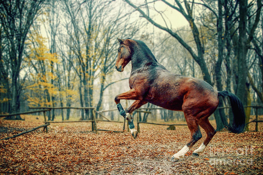 Brown horse in the forest Photograph by Dimitar Hristov